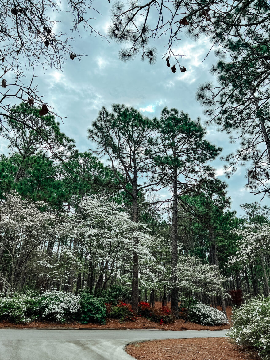 Pinehurst trees